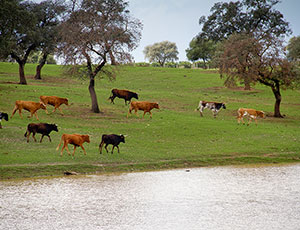 Ganadería Los Millares (Ecoturismo)